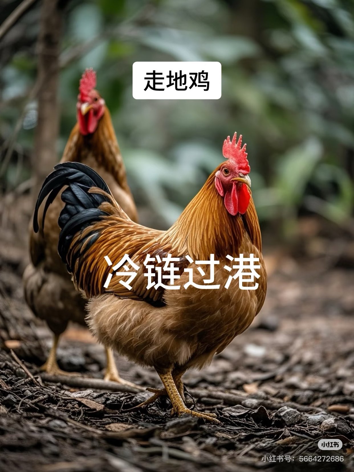 Free-range chickens, cold chain transportation to Hong Kong, lucky Hong Kong customers636007745606411115