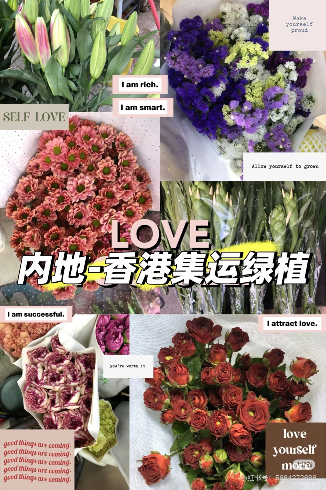 在香港🇭🇰也能网购绿植636101137975061112