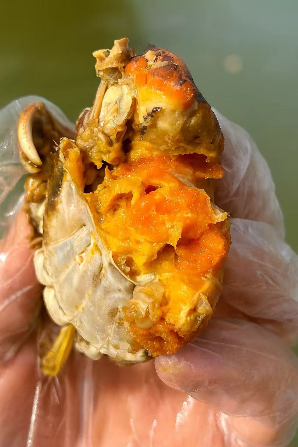 🇭🇰 Yangcheng Lake hairy crab agent | Suzhou cold chain direct shipping to all Shenzhen ports63743330454274113